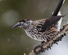 Spotted Nutcracker