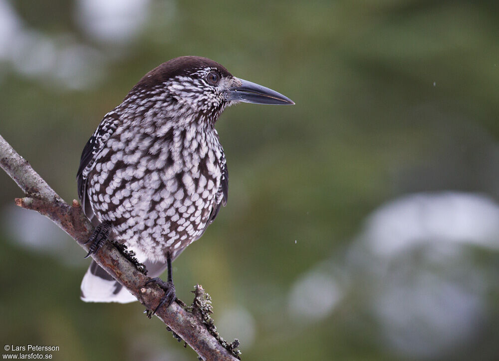 Spotted Nutcracker