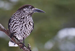 Spotted Nutcracker