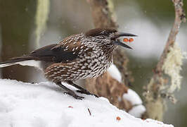 Spotted Nutcracker