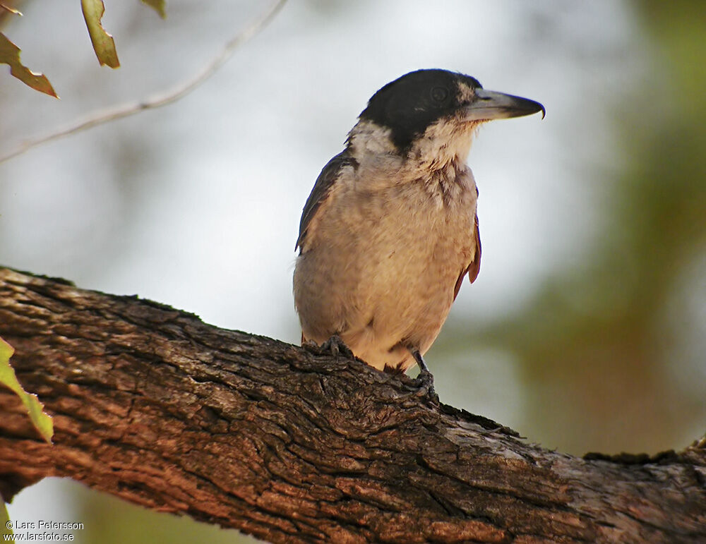 Cassican à collier