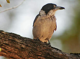 Cassican à collier