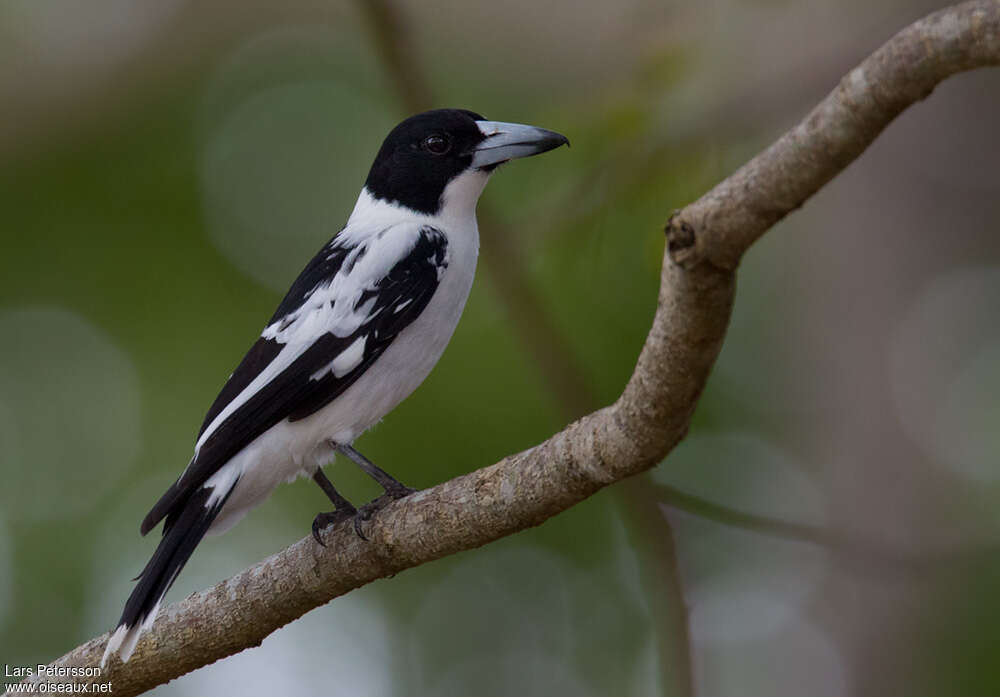 Cassican à dos noiradulte, identification