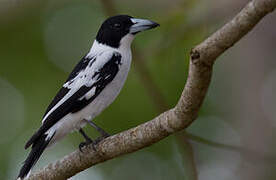 Black-backed Butcherbird