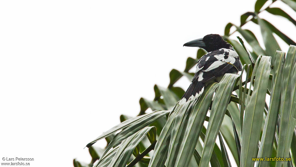 Hooded Butcherbird