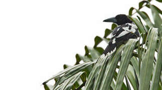 Hooded Butcherbird