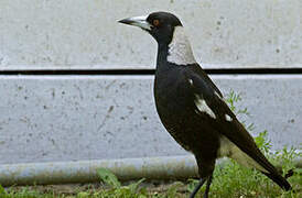 Australian Magpie