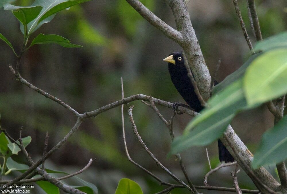 Yellow-billed Cacique