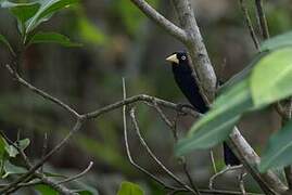 Yellow-billed Cacique