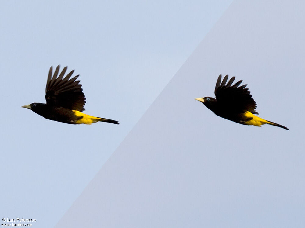 Yellow-rumped Cacique