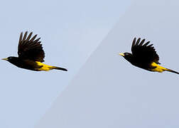 Yellow-rumped Cacique