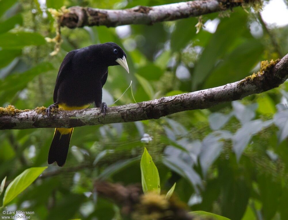 Yellow-rumped Cacique