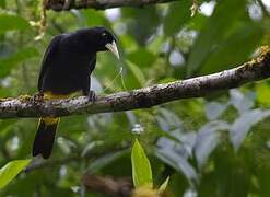 Yellow-rumped Cacique