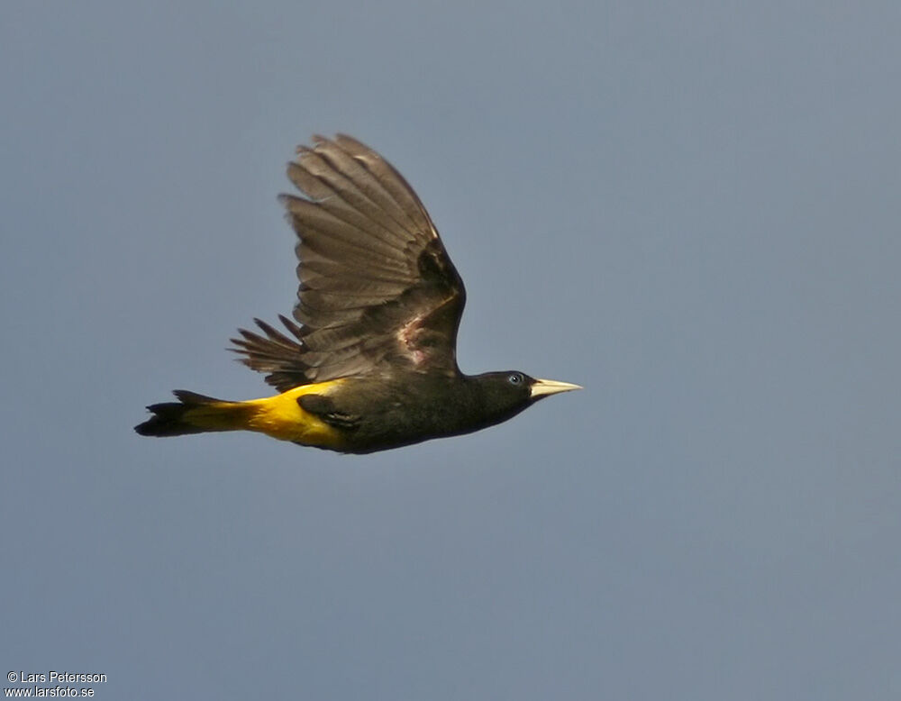 Cassique cul-jaune