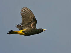 Yellow-rumped Cacique