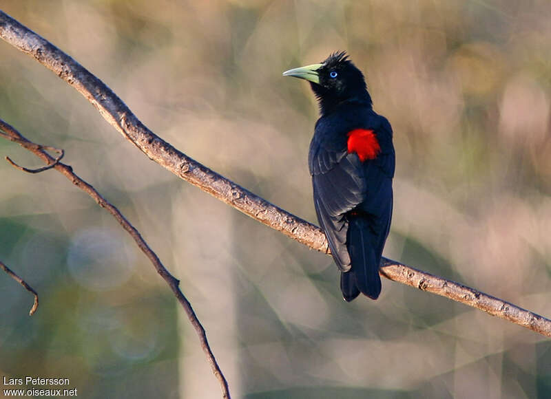 Red-rumped Caciqueadult, identification