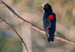 Red-rumped Cacique