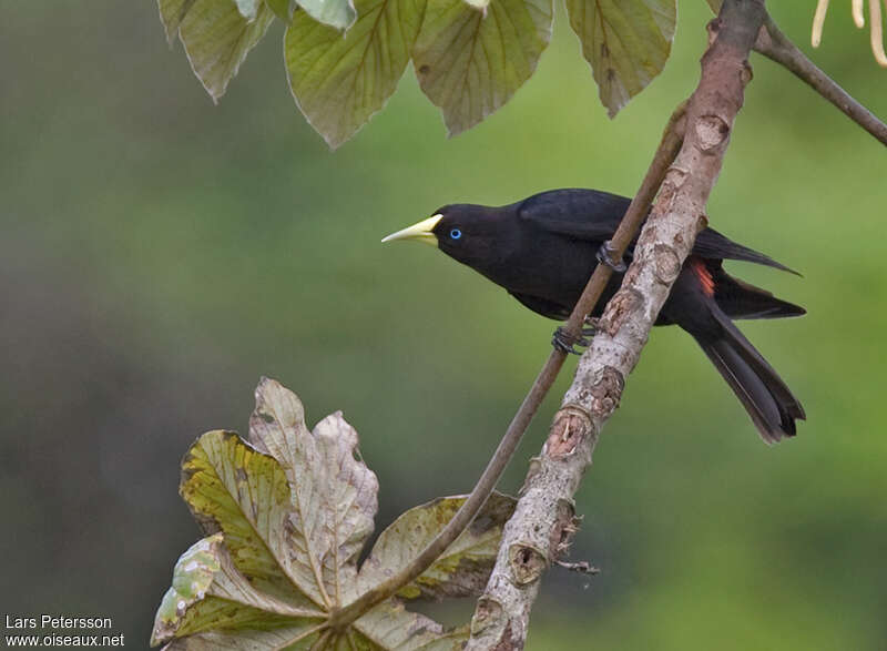 Red-rumped Cacique male adult, identification