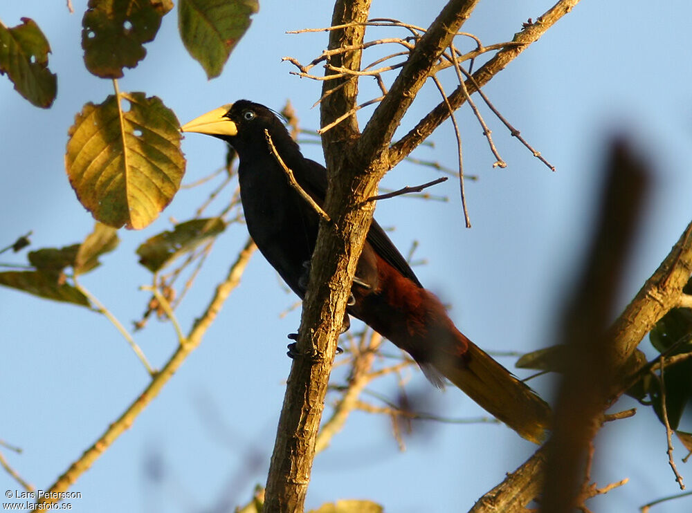 Crested Oropendola