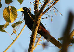 Crested Oropendola