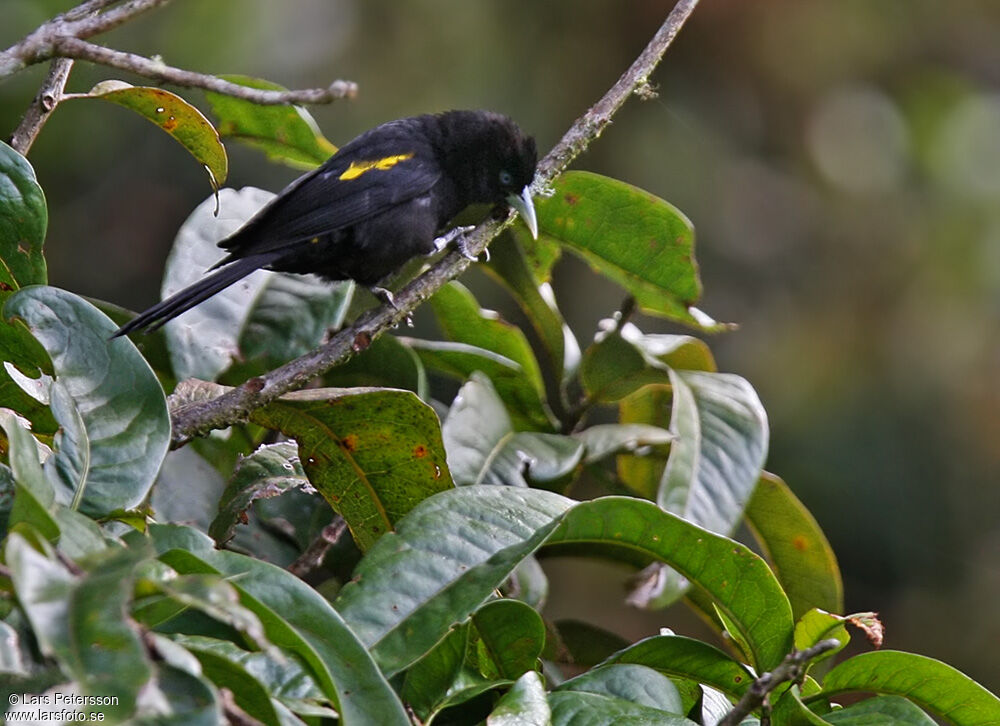 Mountain Caciqueadult