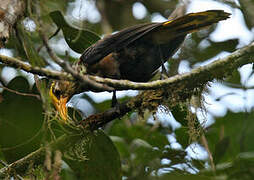 Russet-backed Oropendola