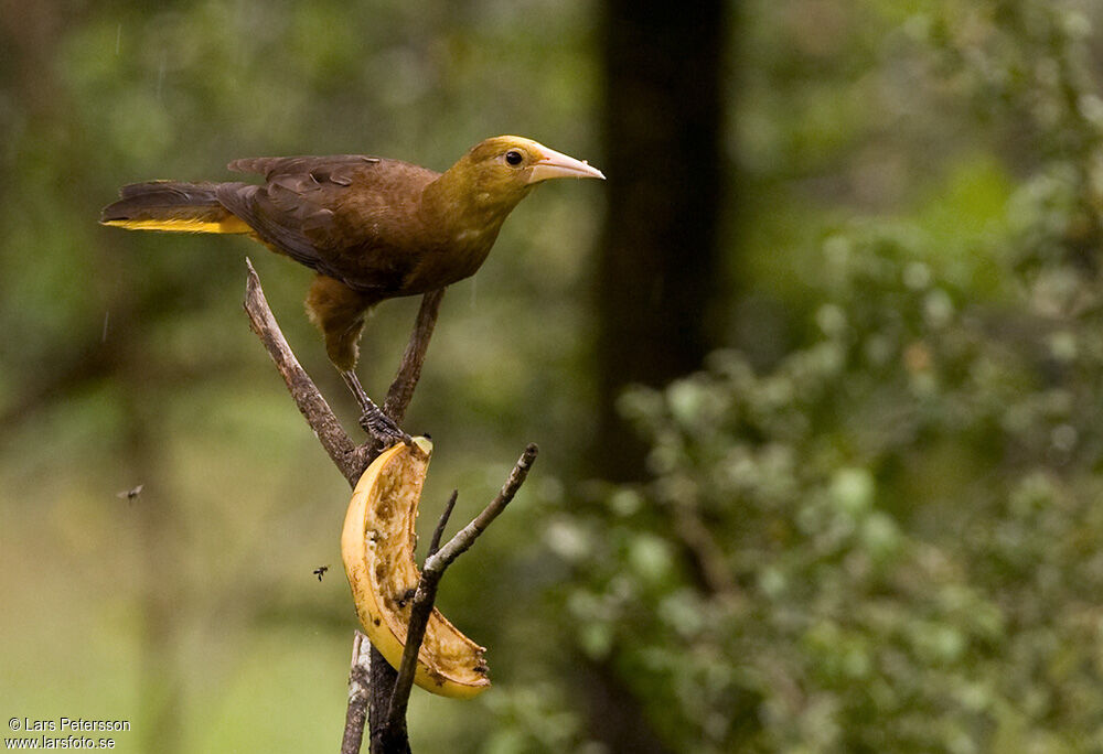 Russet-backed Oropendola