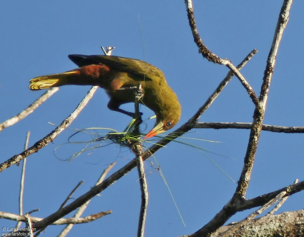 Green Oropendola