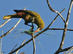 Green Oropendola