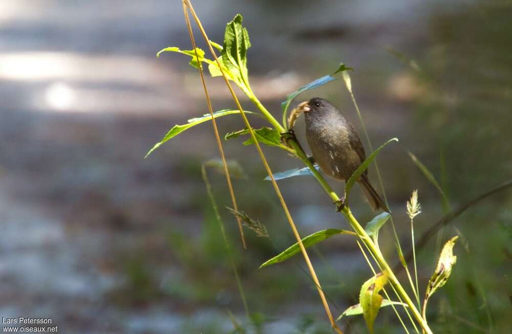 Paramo Seedeater female adult, identification