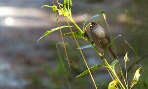 Paramo Seedeater