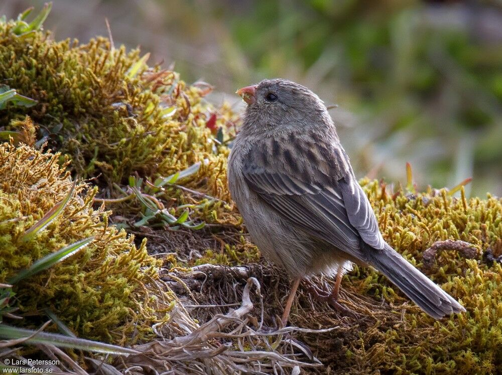 Plain-colored Seedeater