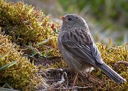 Plain-colored Seedeater