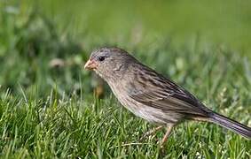 Plain-colored Seedeater