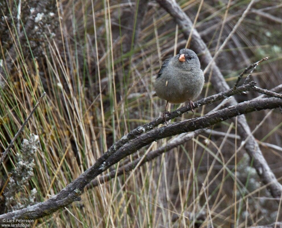 Plain-colored Seedeater