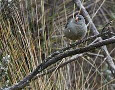 Plain-colored Seedeater