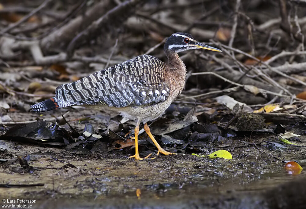 Sunbittern