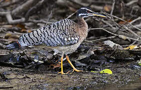 Sunbittern