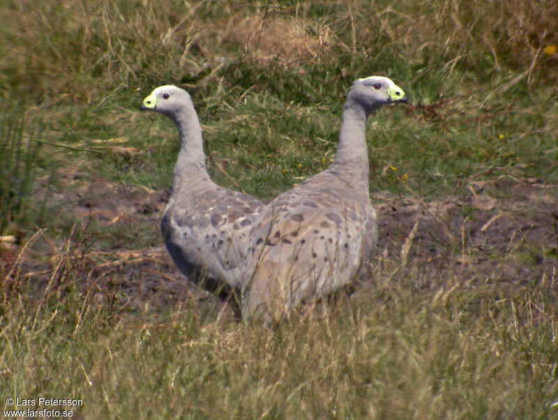 Cape Barren Goose