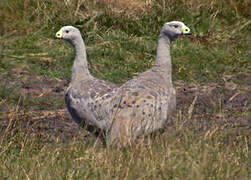 Cape Barren Goose