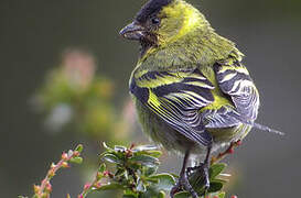 Black-chinned Siskin