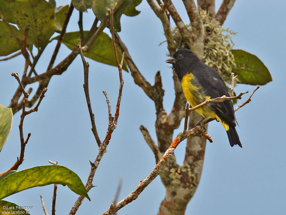 Chardonneret à ventre jaune