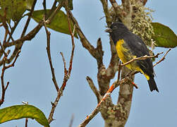 Yellow-bellied Siskin