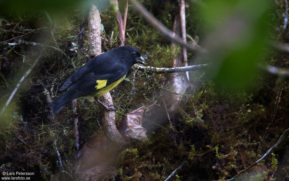 Yellow-bellied Siskin