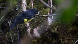 Yellow-bellied Siskin