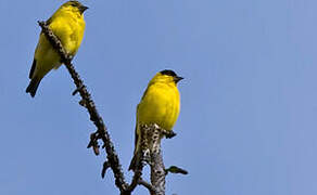 Yellow-faced Siskin