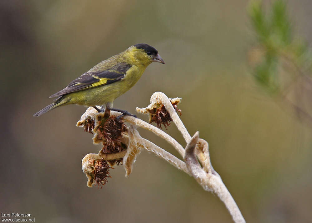 Chardonneret des Andes mâle adulte, identification