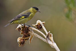 Andean Siskin