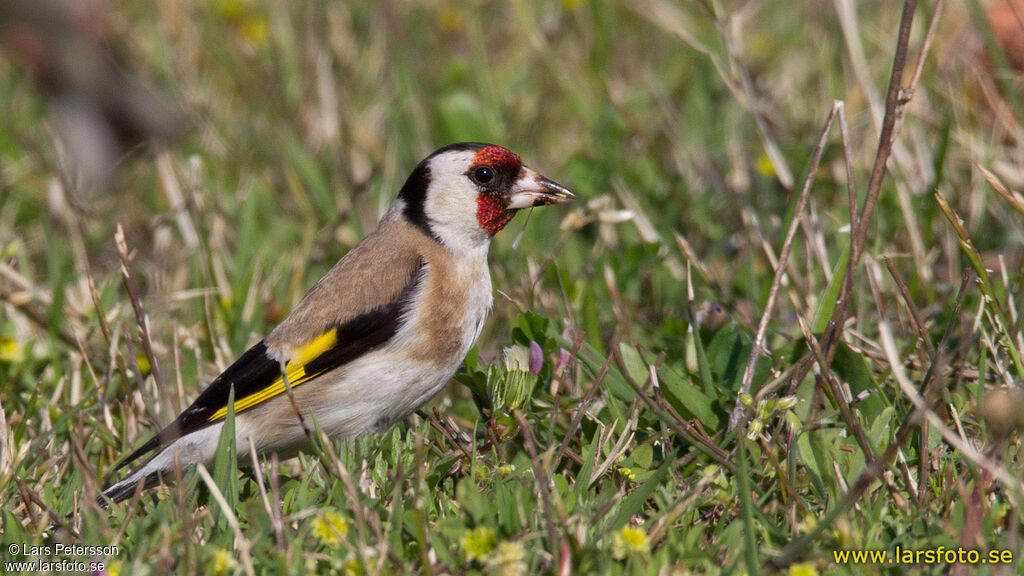 Chardonneret élégant