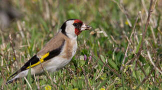 Chardonneret élégant